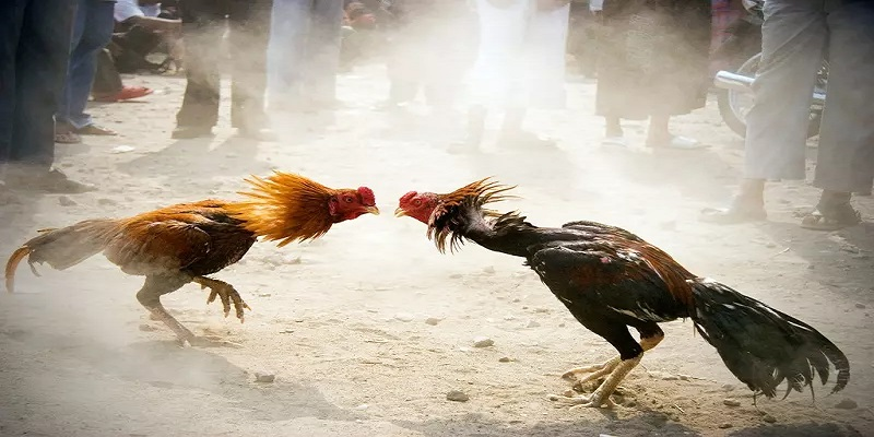 Khái quát chung về đá gà cựa sắt M88