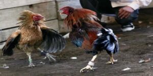 Quy định về luật chơi đá gà cựa sắt được thiết lập như thế nào?