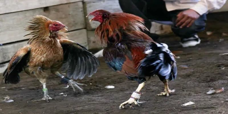Quy định về luật chơi đá gà cựa sắt được thiết lập như thế nào?